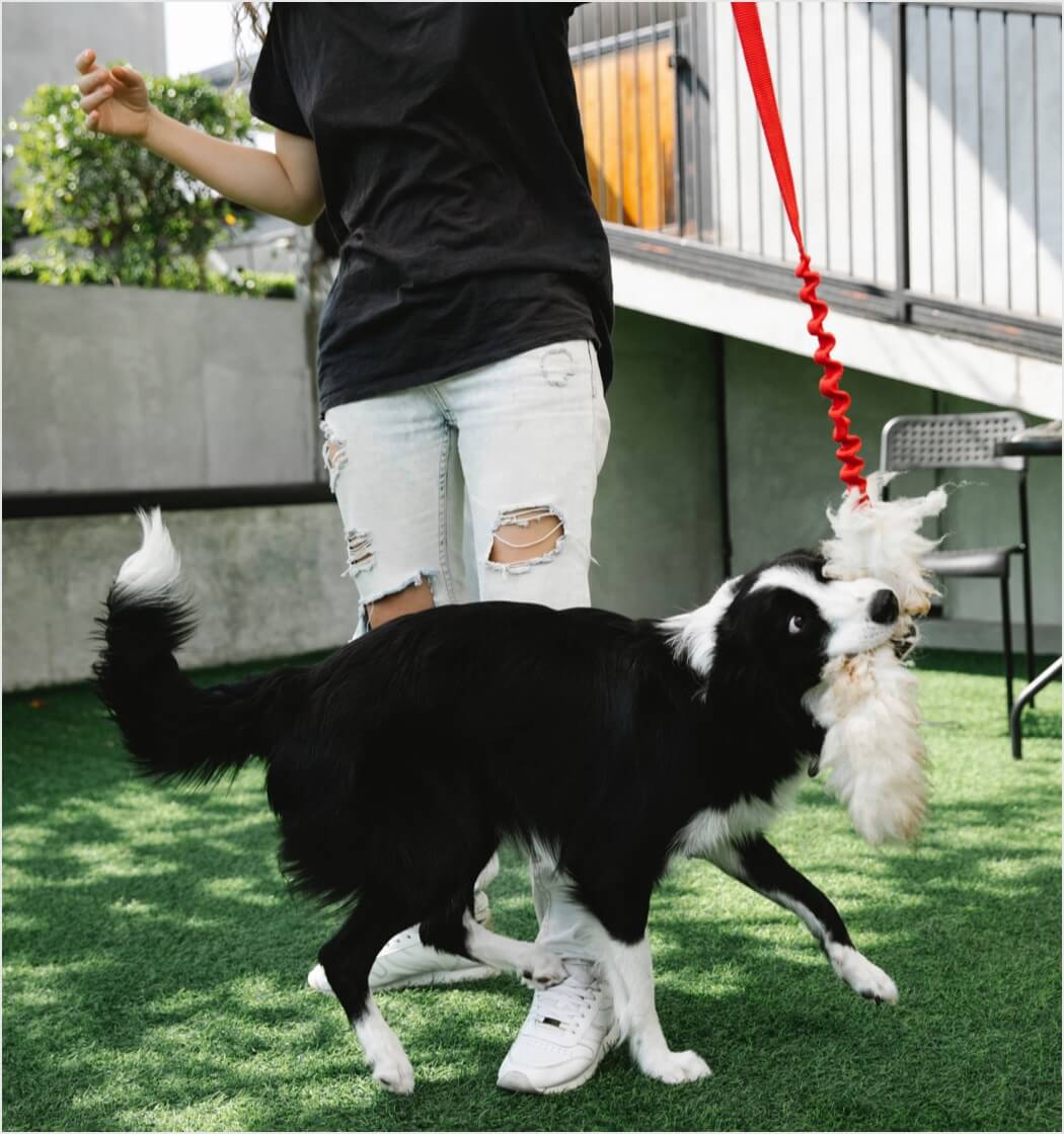 Cash training a dog